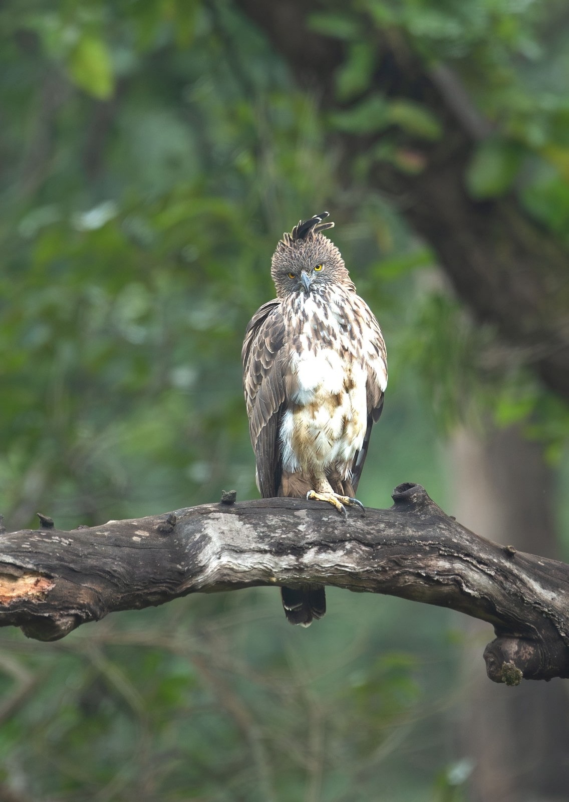 Bandhavgarh Tiger